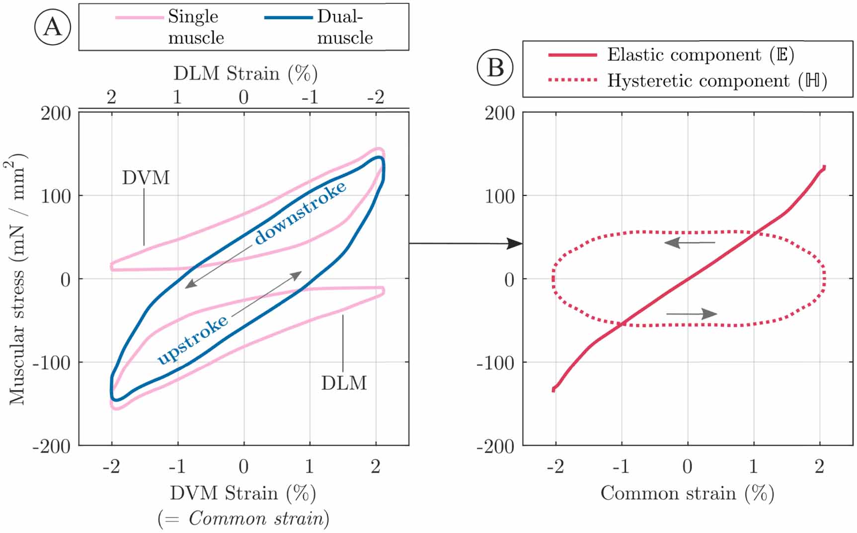 Solving the thoracic inverse problem in the fruit fly - IOPscience