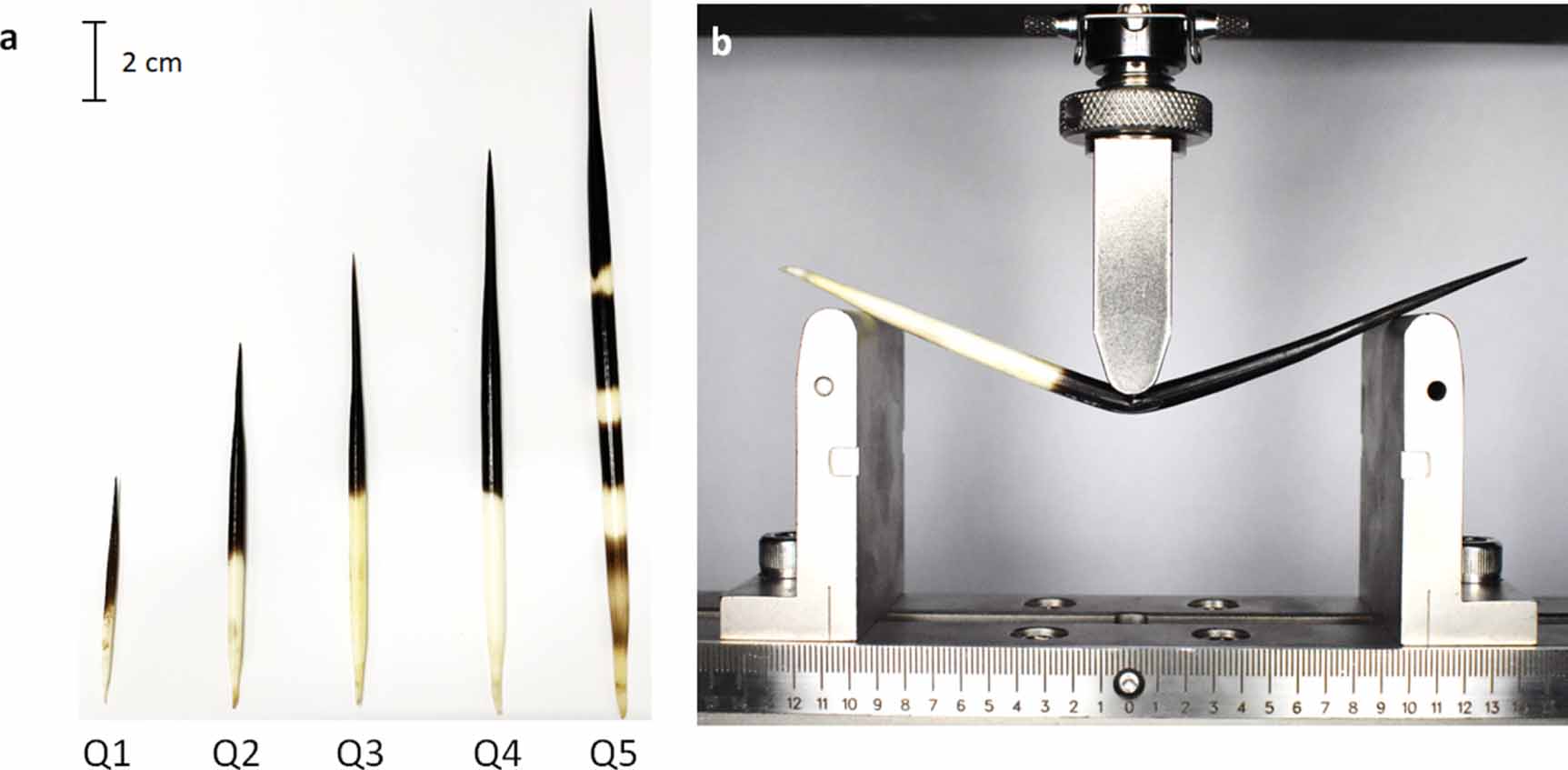 Flexural properties of porcupine quillinspired sandwich panels