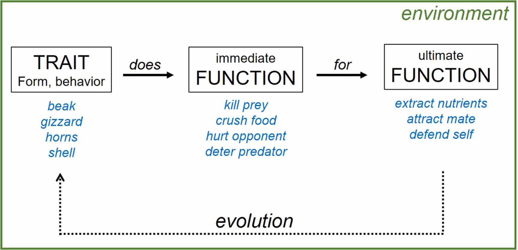 Biology for biomimetics I: function as an interdisciplinary bridge in ...