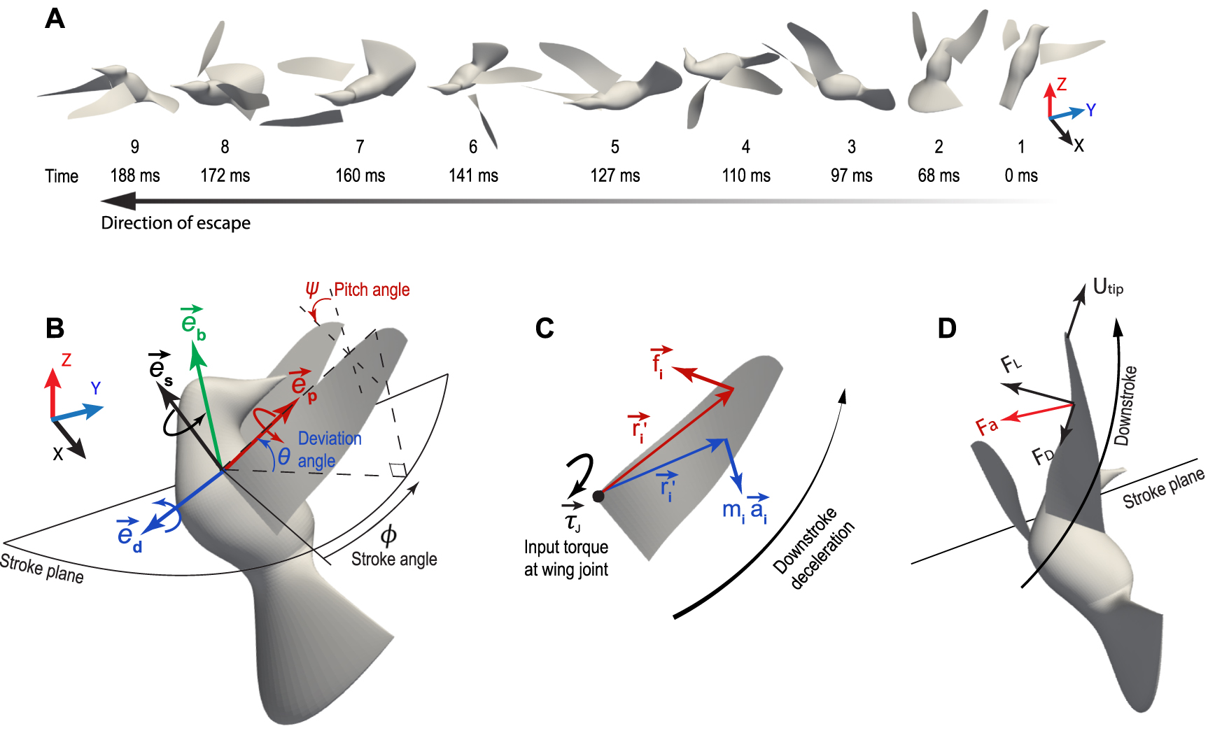 Hummingbird Wing Movement Pattern Active wing-pitching mechanism in hummingbird escape maneuvers - IOPscience