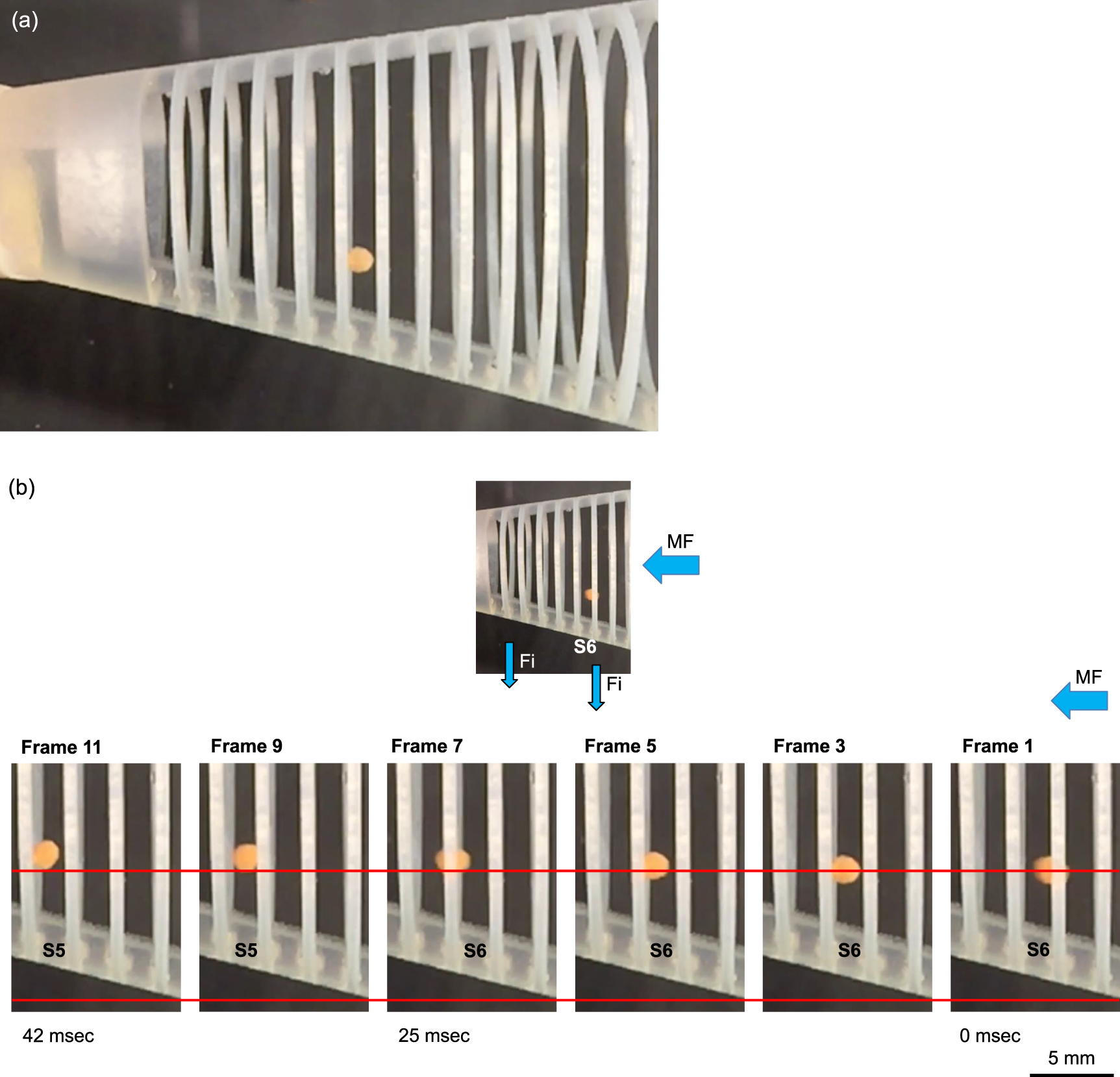 Raker Frame Biomimetic models of fish gill rakers as lateral displacement arrays ...