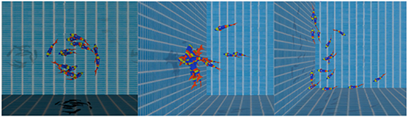 Fish-inspired robotic algorithm: mimicking behaviour and communication ...
