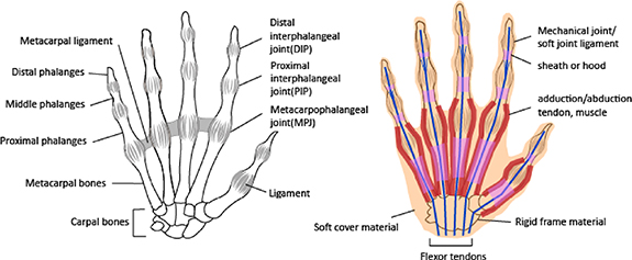 Journey from human hands to robot hands: biological inspiration of ...