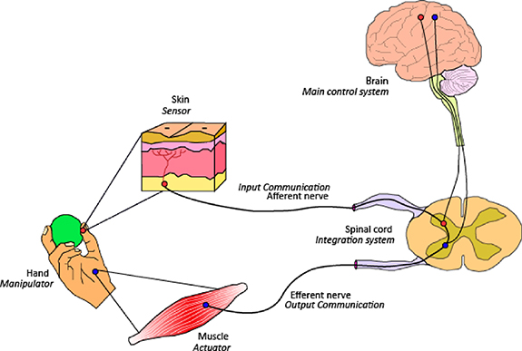 Journey from human hands to robot hands: biological inspiration of ...