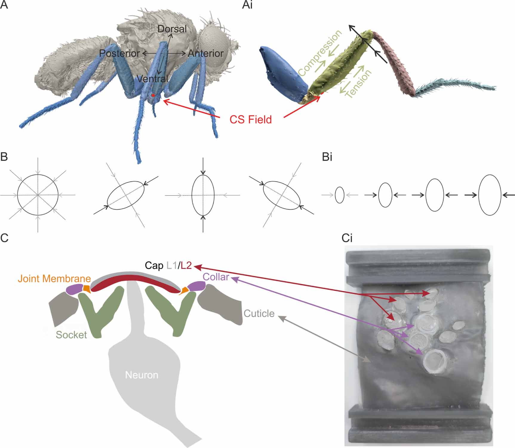 Mechanical modeling of mechanosensitive insect strain sensors as a tool ...
