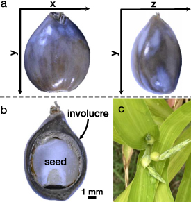 Involucre Example Functionally graded structures in the involucre of Job’s tears - IOPscience