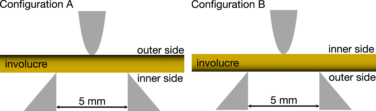 Involucre Example Functionally graded structures in the involucre of Job’s tears - IOPscience