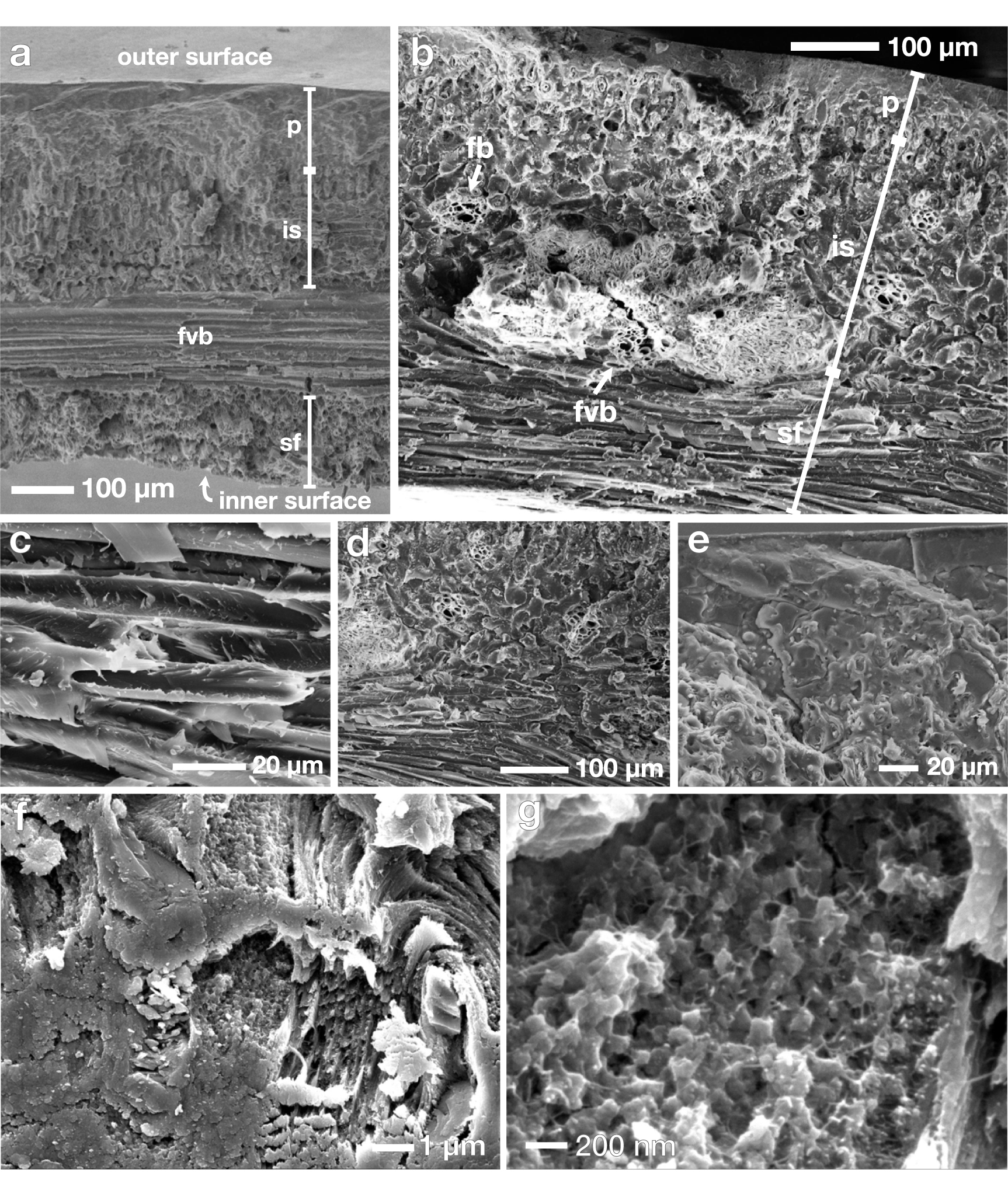 Involucre Example Functionally graded structures in the involucre of Job’s tears - IOPscience
