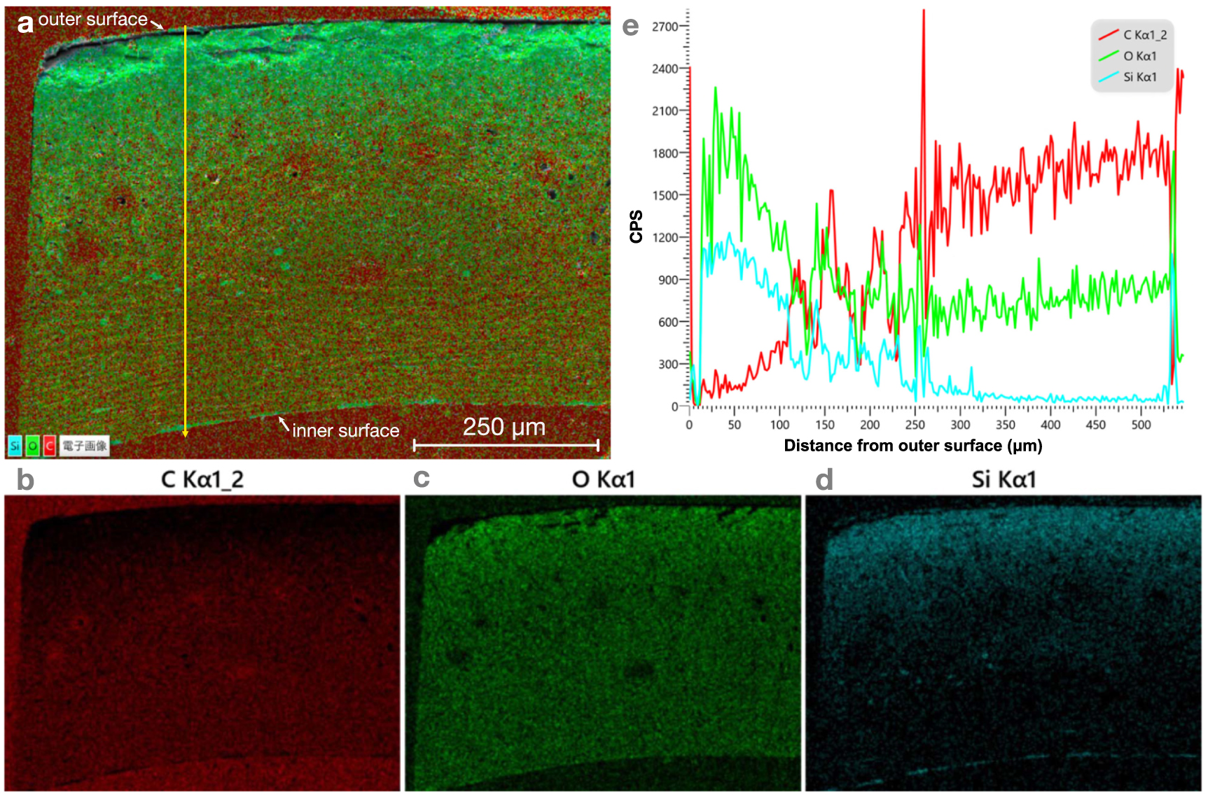 Involucre Example Functionally graded structures in the involucre of Job’s tears - IOPscience