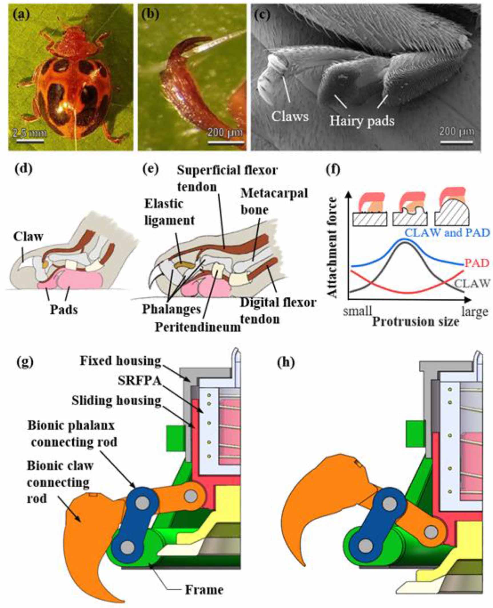 Design of an actuator with bionic claw hook–suction cup hybrid ...