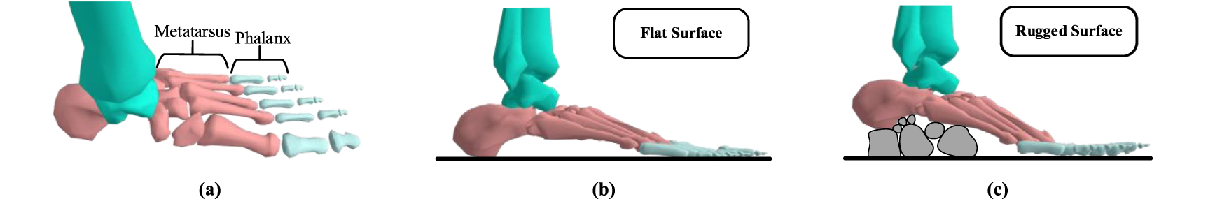 A toe-inspired rigid-flexible coupling wheel design method for ...