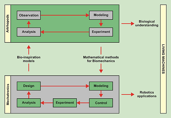 Bio-inspired design of hard-bodied mobile robots based on arthropod ...