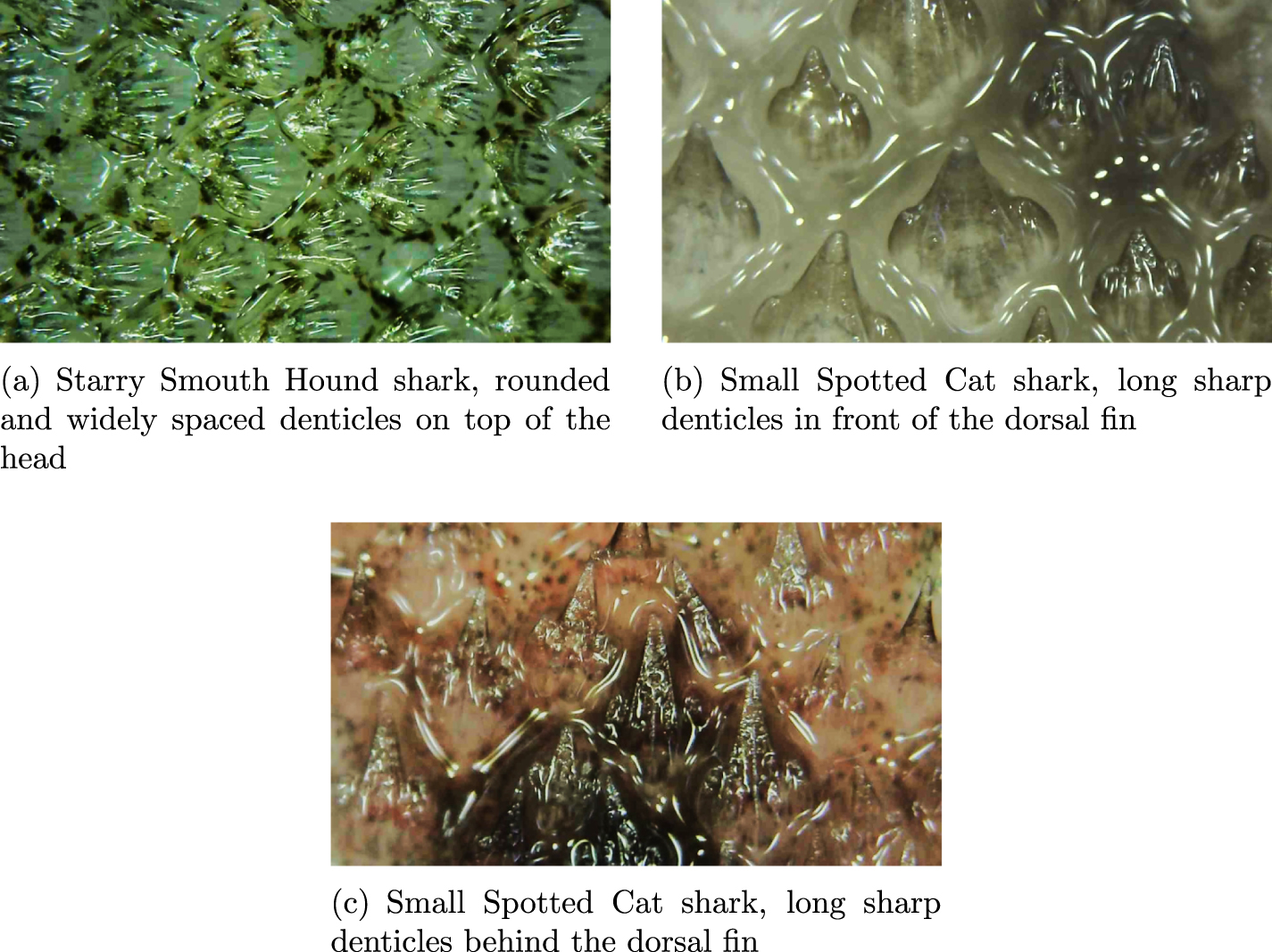 Characterization of shark skin properties and biomimetic replication ...