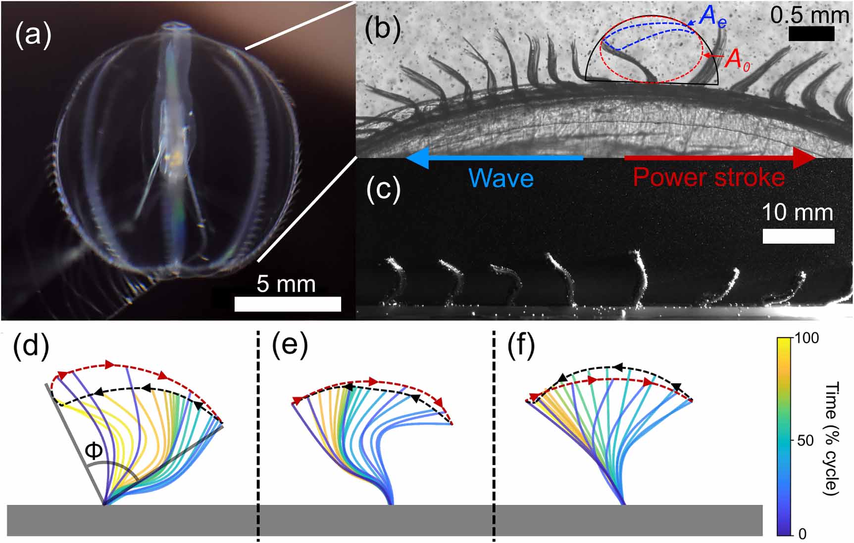 Encoding spatiotemporal asymmetry in artificial cilia with a ctenophore ...