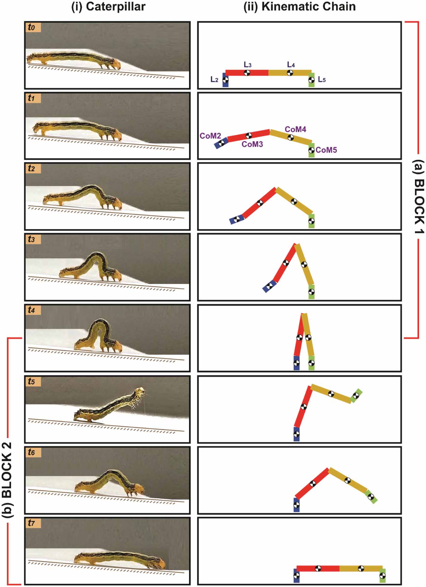 Multibody system dynamics for bio-robotic design and simulation based ...