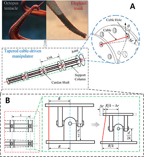 Elephant Device Elephant-inspired tapered cable-driven hyper-redundant manipulator ...