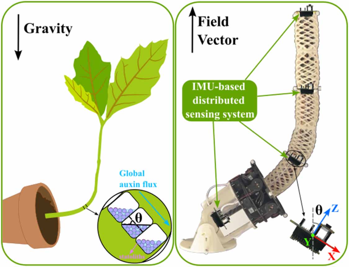 Plant-inspired decentralized controller for robust orientation control ...