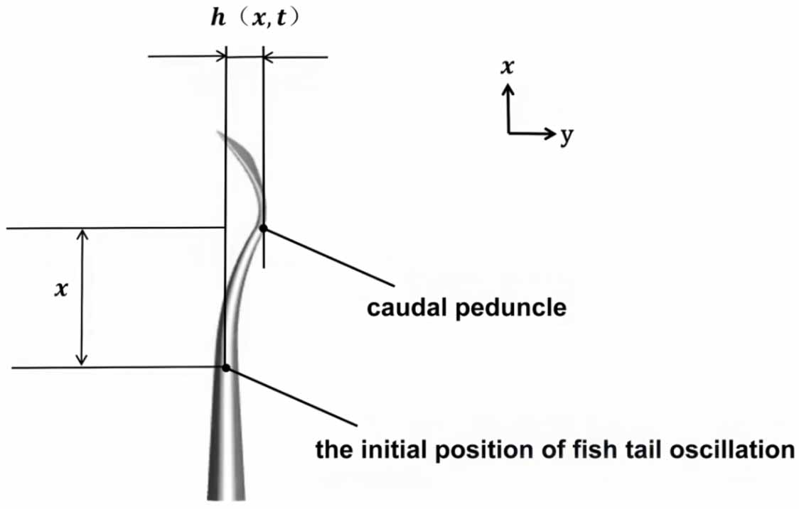 Research on optimal stiffness distribution of homocercal fish tail ...