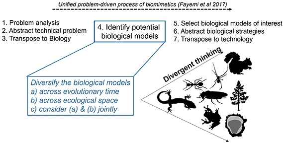 Biologic Models Biology for biomimetics: II. A tutorial on how to diversify a list of ...