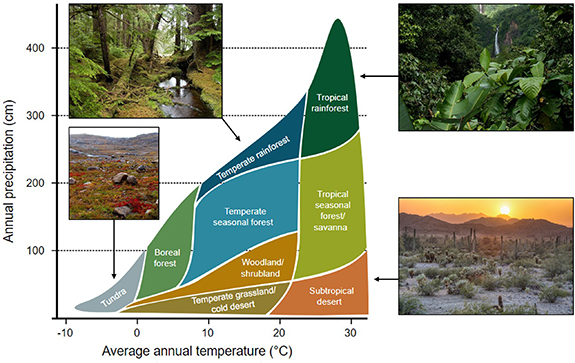 Model For Biomes Biology for biomimetics: II. A tutorial on how to diversify a list of ...