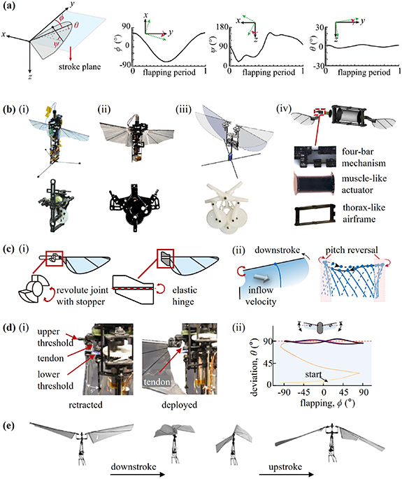 Insect-inspired passive mechanisms in hovering flapping wing micro air ...