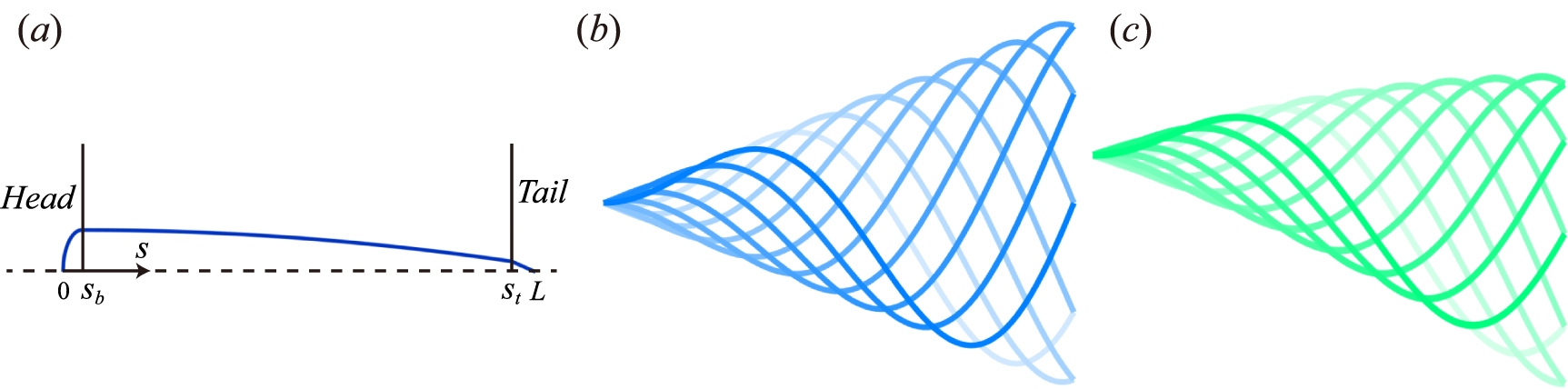 Fish Undulation A coupled framework for modeling fish schooling - IOPscience