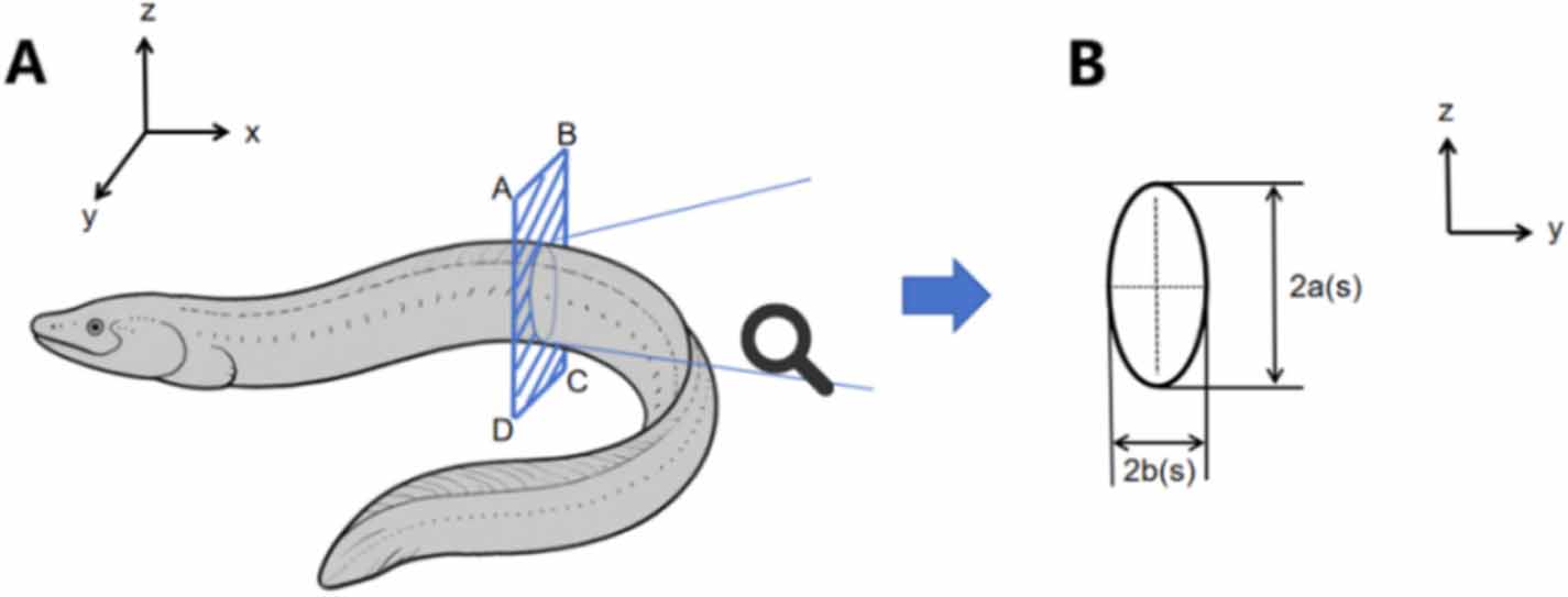 How fish body stiffness distribution affects swimming performance: a ...