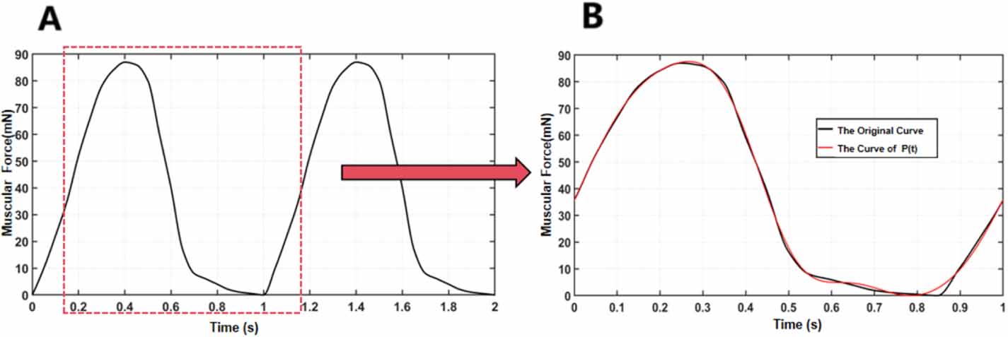How fish body stiffness distribution affects swimming performance: a ...