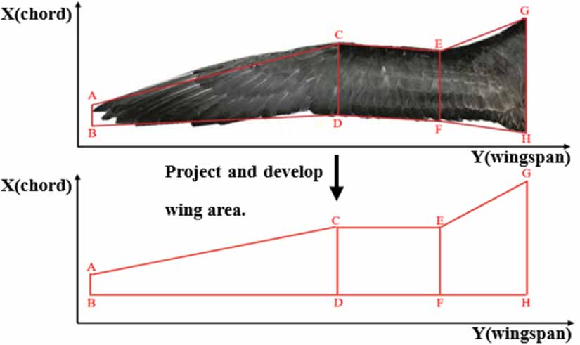 Aerodynamic optimization of a two-segment flapping wing via kinematic ...