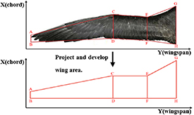 Aerodynamic optimization of a two-segment flapping wing via kinematic ...