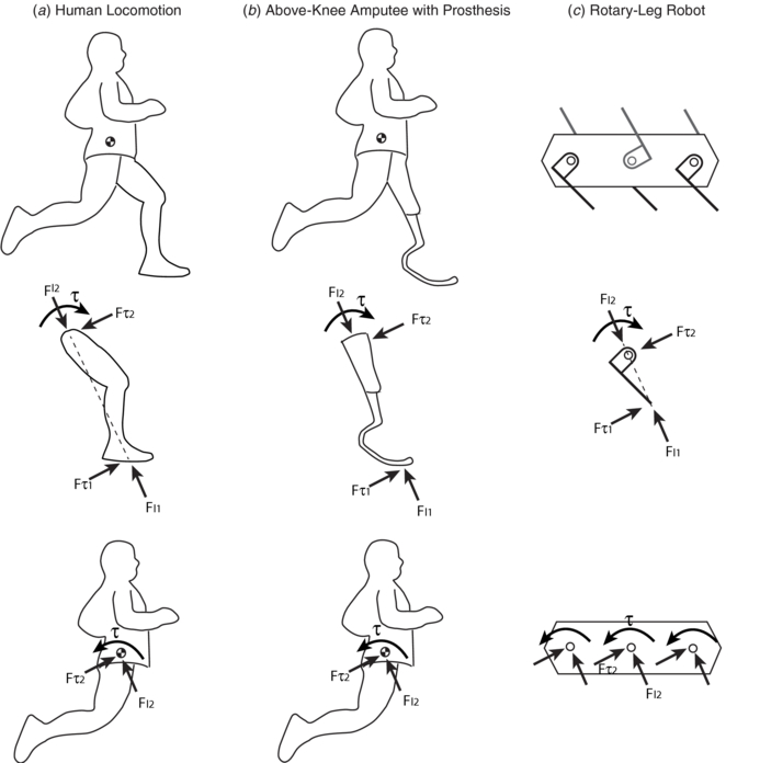 A fundamental mechanism of legged locomotion with hip torque and leg ...