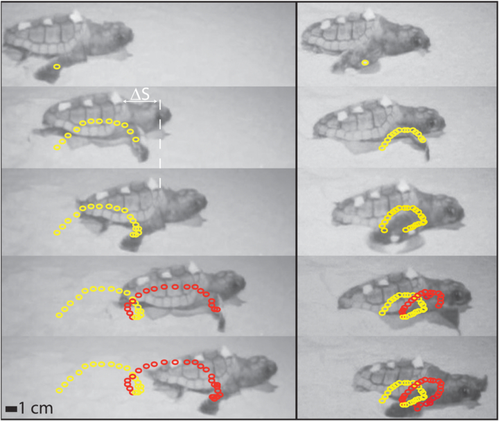 Turtle Inmotion Flipper-driven terrestrial locomotion of a sea turtle-inspired robot ...