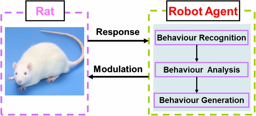 Rat Inmotion Modulation of rat behaviour by using a rat-like robot - IOPscience