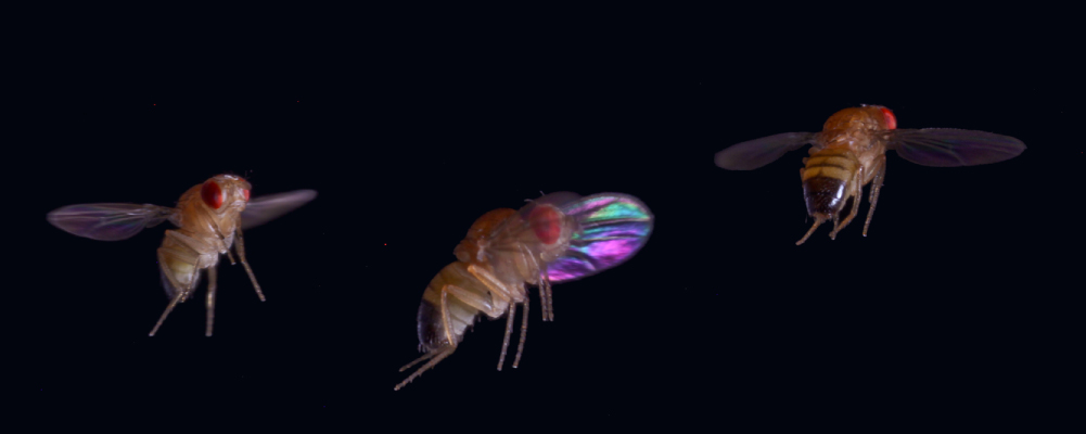Fly Insect Fov Bioinspired flight control - IOPscience