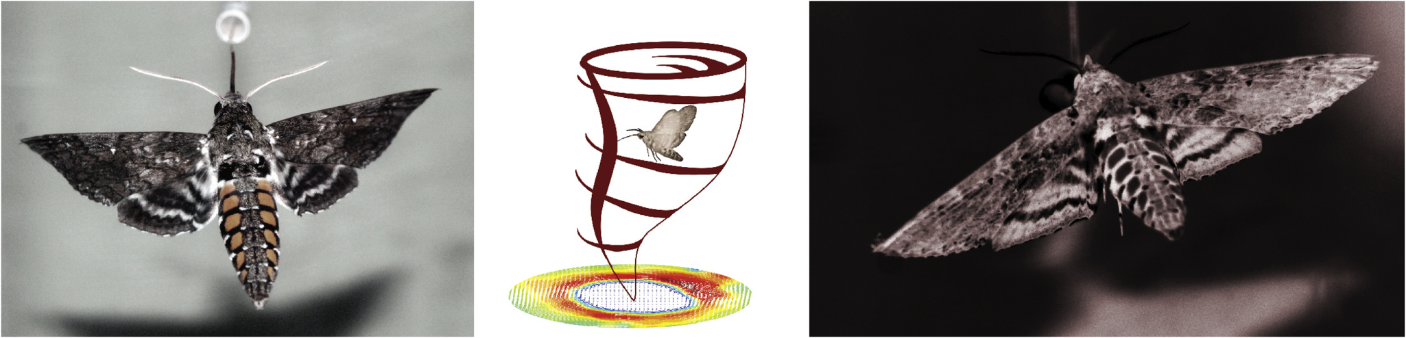Micro Controlled Insects Bioinspired flight control - IOPscience