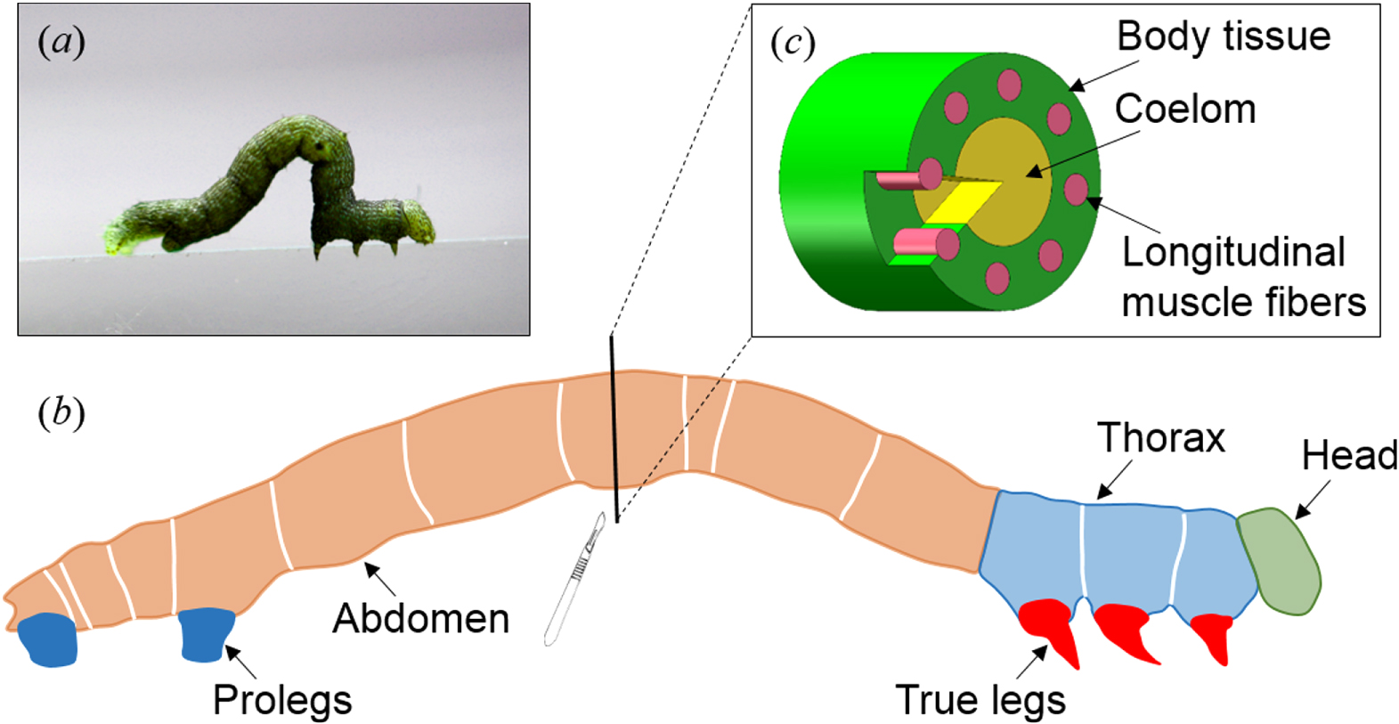 Locomotion of inchworm-inspired robot made of smart soft composite (SSC ...
