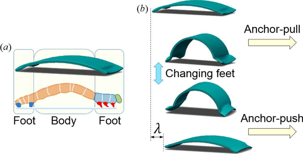 Locomotion of inchworm-inspired robot made of smart soft composite (SSC ...