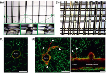 Current progress in 3D printing for cardiovascular tissue engineering ...