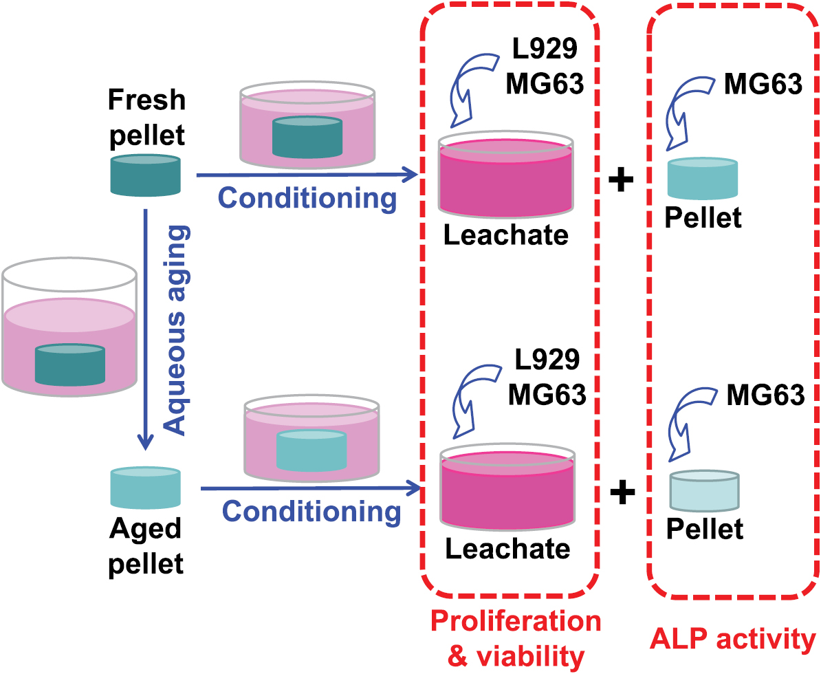 Rapid fabrication of dense 45S5 Bioglass® compacts through spark plasma ...