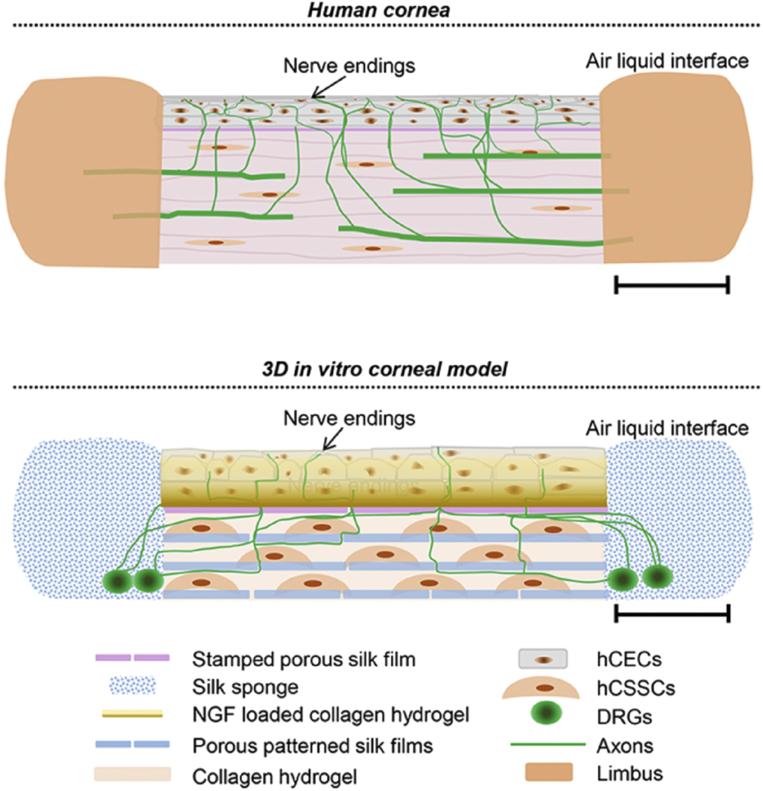 Biomaterials for corneal bioengineering - IOPscience
