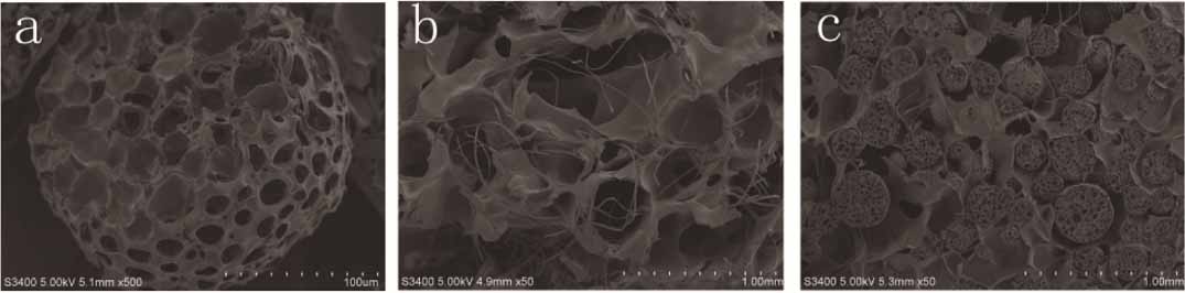 Polylactic Microsphere L-polylactic acid porous microspheres enhance the mechanical properties ...