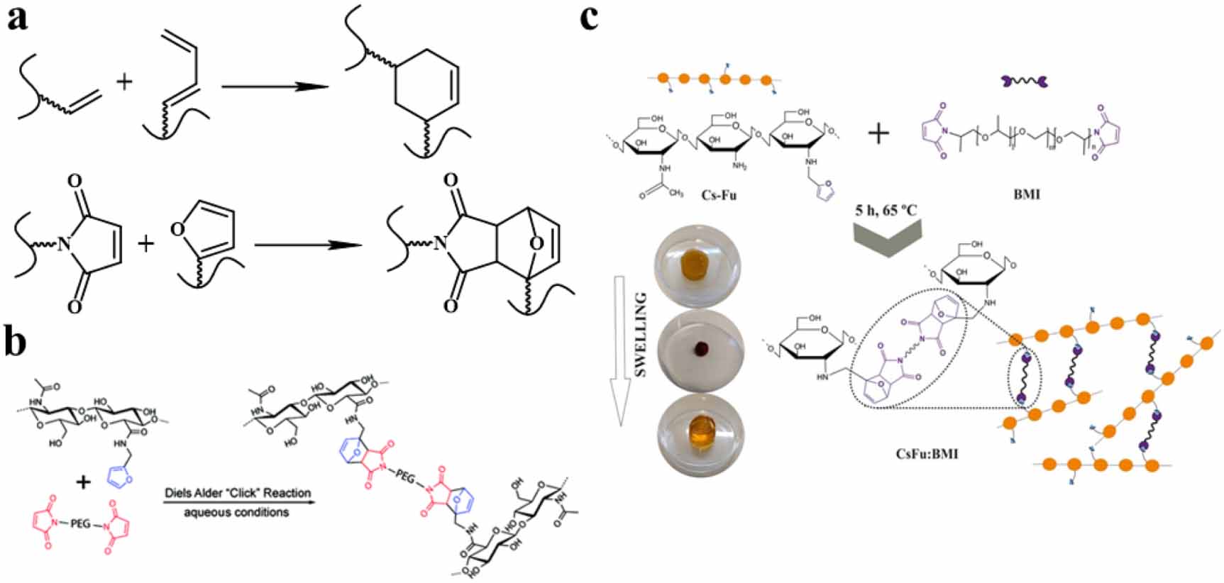 Spaac Example Click chemistry-based biopolymeric hydrogels for regenerative medicine ...