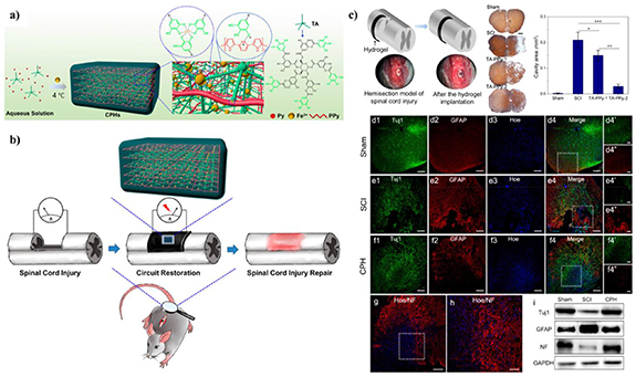 Research advances of biomaterials-based microenvironment-regulation ...