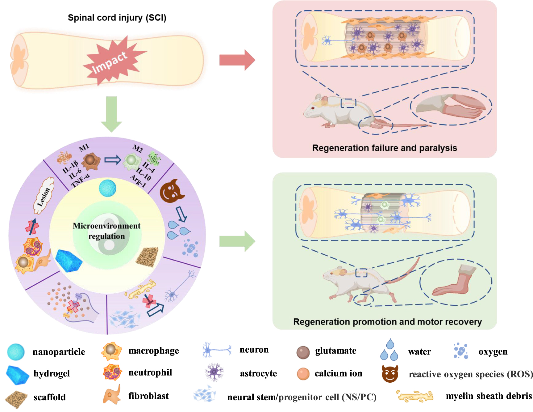 Tissue Injury Microenvironment Research advances of biomaterials-based microenvironment-regulation ...