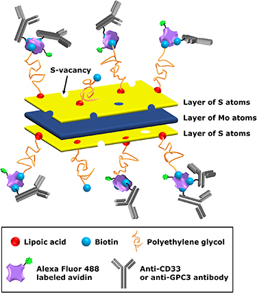 Targeting acute myeloid leukemia cells by CD33 receptor-specific