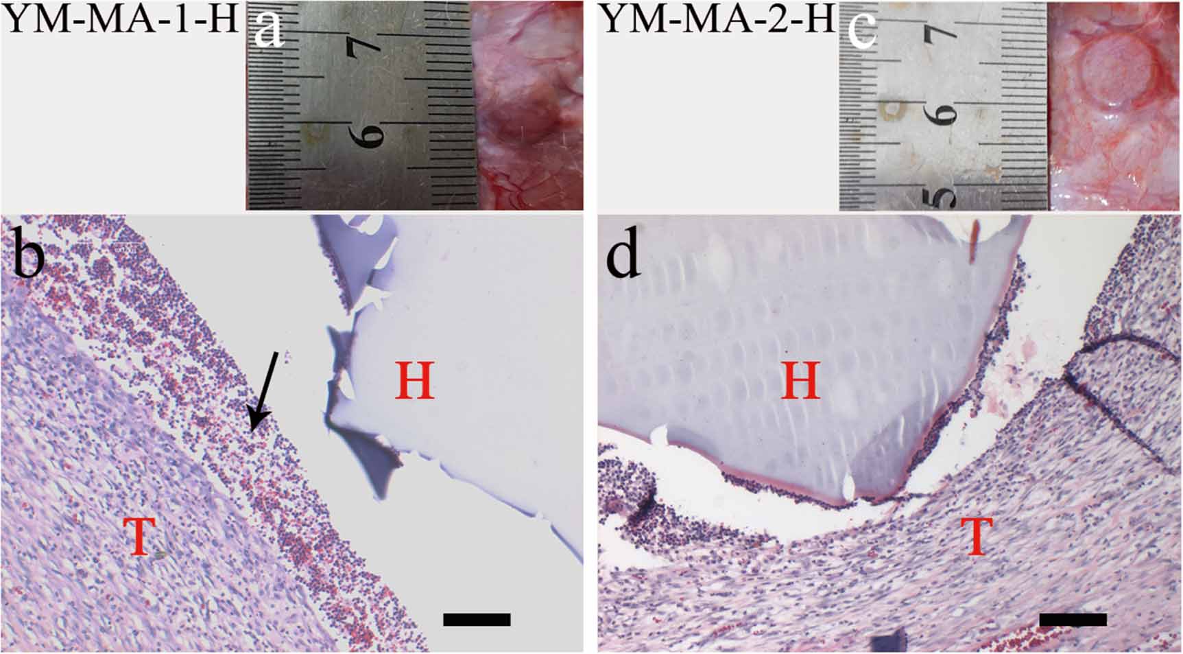 Modified mannan for 3D bioprinting: a potential novel bioink for tissue ...