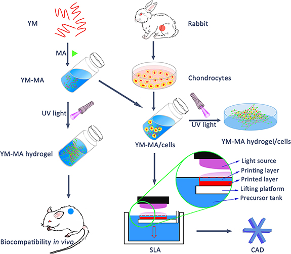 Modified mannan for 3D bioprinting: a potential novel bioink for tissue ...