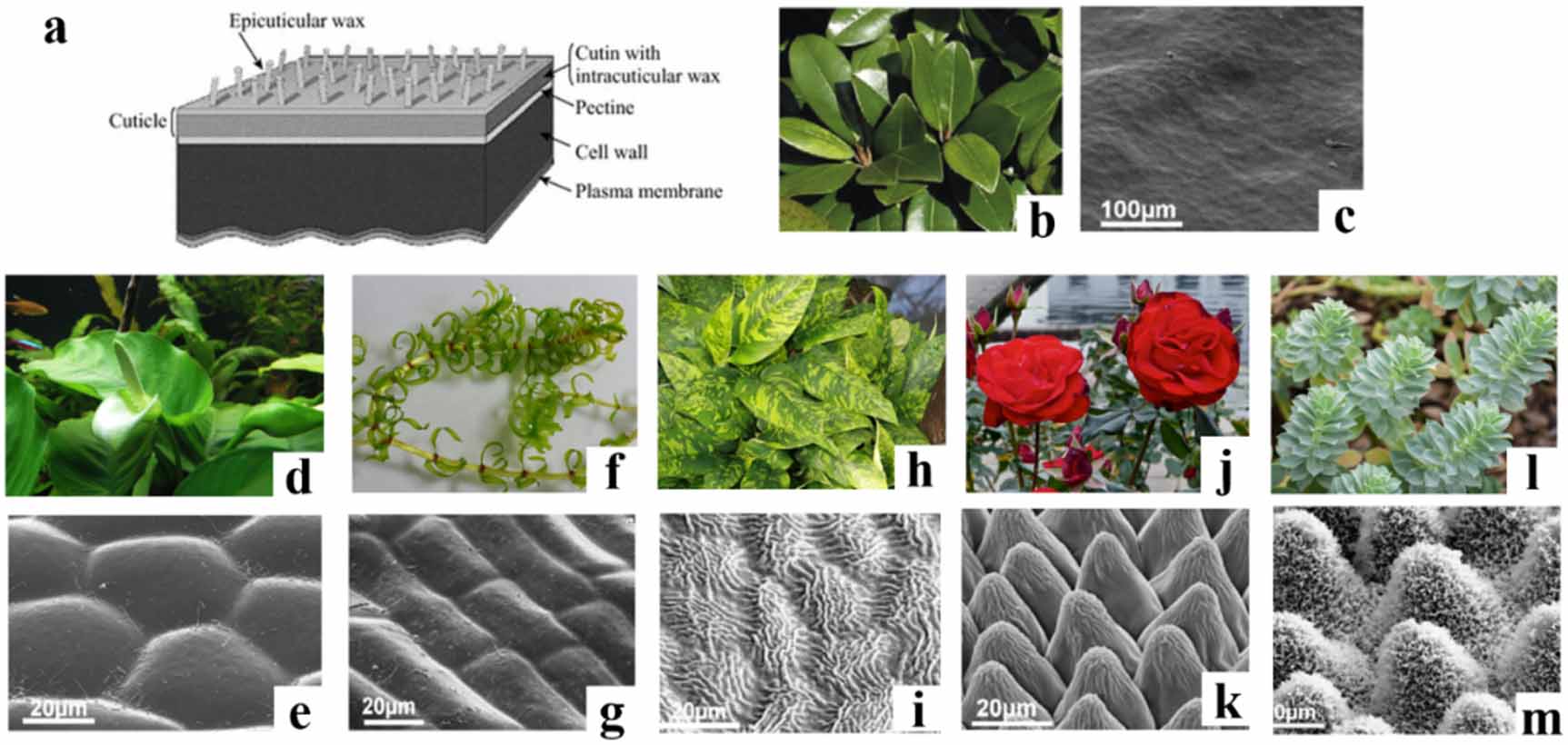 Biomimicked hierarchical 2D and 3D structures from natural templates ...
