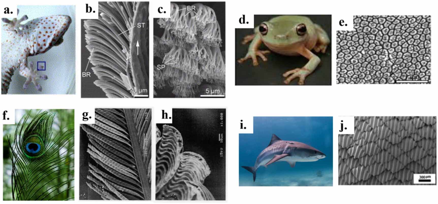 Biomimicked hierarchical 2D and 3D structures from natural templates ...