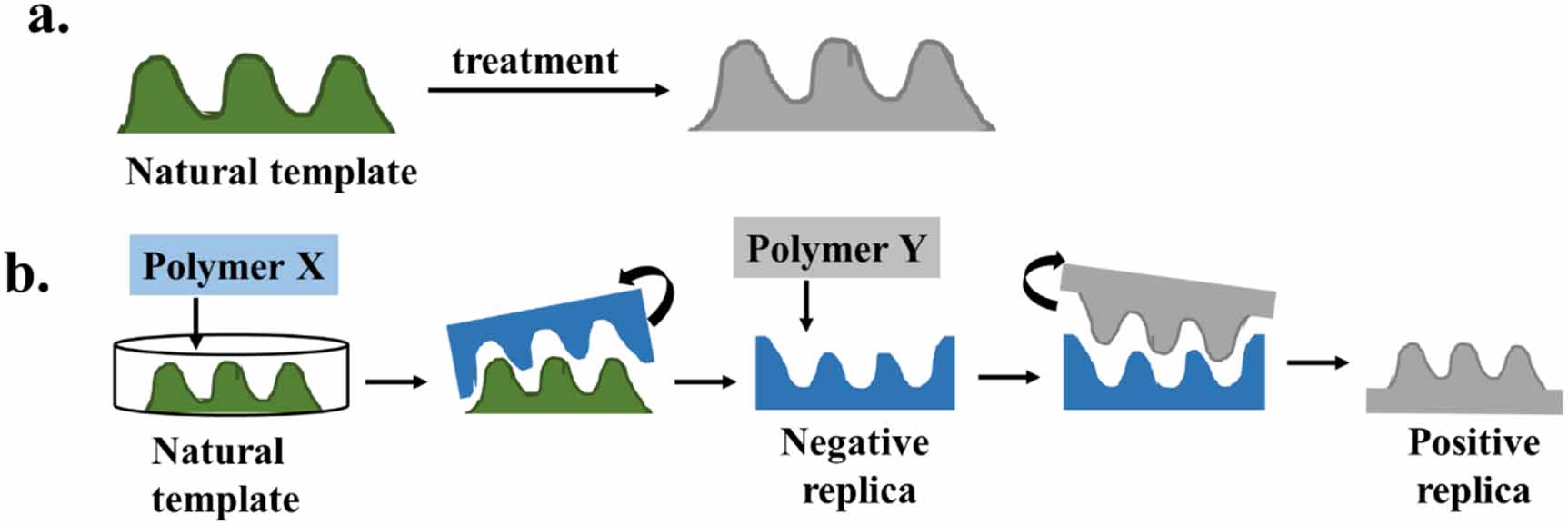Biomimicked hierarchical 2D and 3D structures from natural templates ...